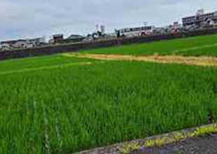 田んぼと除草剤