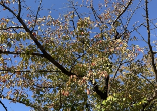 9月議会号ニュースvol.64発行