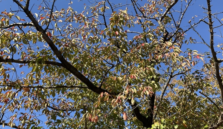 9月議会号ニュースvol.64発行