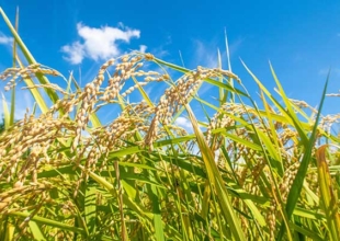 子どもたちと自然環境のためにオーガニック給食を！