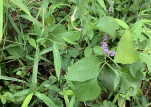 平和について思う事