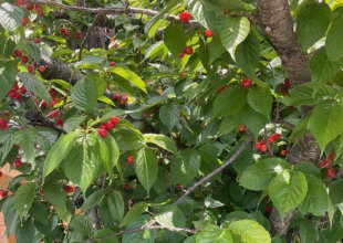 3月議会報告ニュース発行しました！