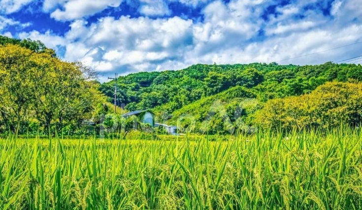 食の市民自治