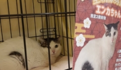 保護猫譲渡会で猫に出会おう！