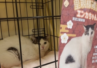 保護猫譲渡会で猫に出会おう！