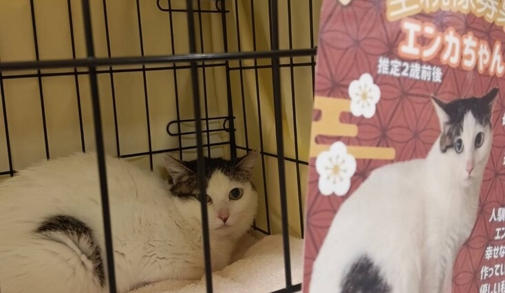 保護猫譲渡会で猫に出会おう！